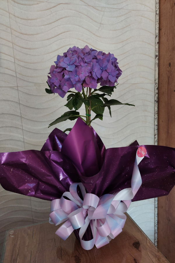 Hortência Vaso – Floricultura Rose Fleur